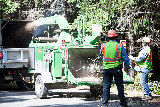 Best Stump Grinding and Removal  in Norman, OK